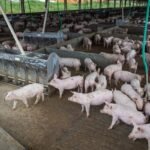 A produção de carne de porco e frango atingirá níveis históricos em 2026