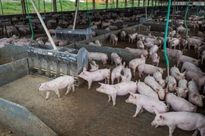 A produção de carne de porco e frango atingirá níveis históricos em 2026