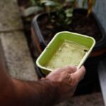 Chikungunya gera apreensão após dez anos no Brasil