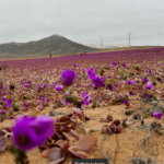 Chuvas causam rara floração no Deserto do Atacama, Chile; confira fotos