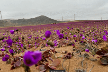 Chuvas causam rara floração no Deserto do Atacama, Chile; confira fotos