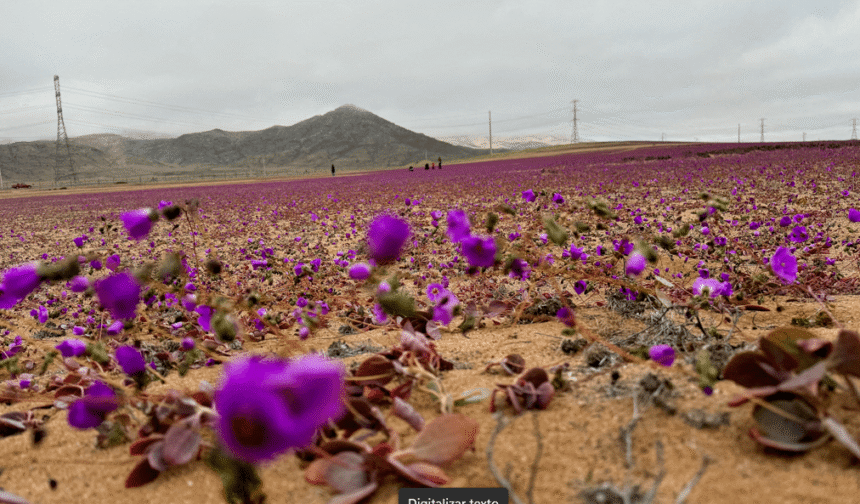Chuvas causam rara floração no Deserto do Atacama, Chile; confira fotos