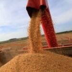 Conab projeta crescimento de 3,7% na área de cultivo de soja no Brasil para 2025/26 e expectativa de safra histórica