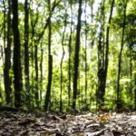 Crescimento de 16,7% na produção florestal do país alcança R$ 44,3 bilhões em 2024