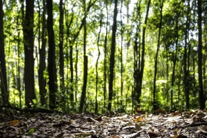 Crescimento de 16,7% na produção florestal do país alcança R$ 44,3 bilhões em 2024