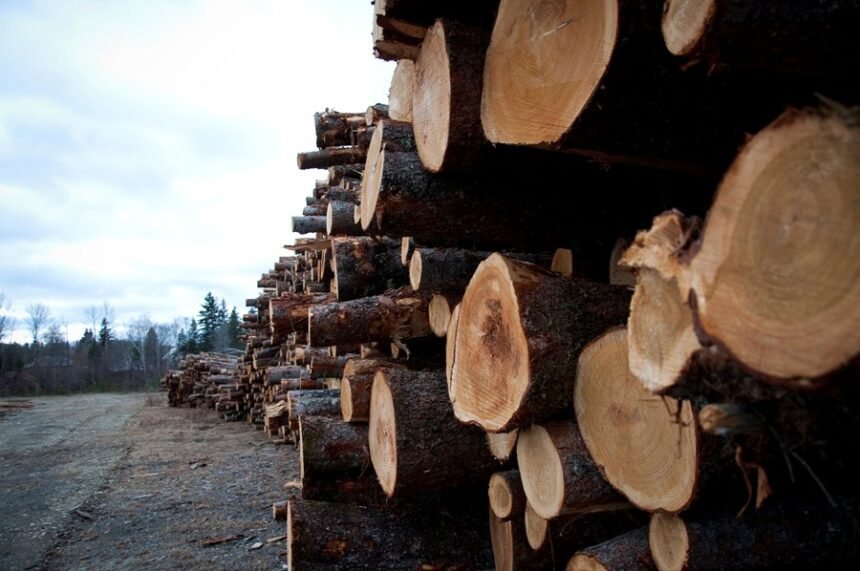 Grande aumento de tarifas causa desemprego e instabilidade no setor de madeira do Brasil