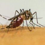 Infecções causadas pelo Aedes aegypti aumentam o risco de problemas durante o parto.