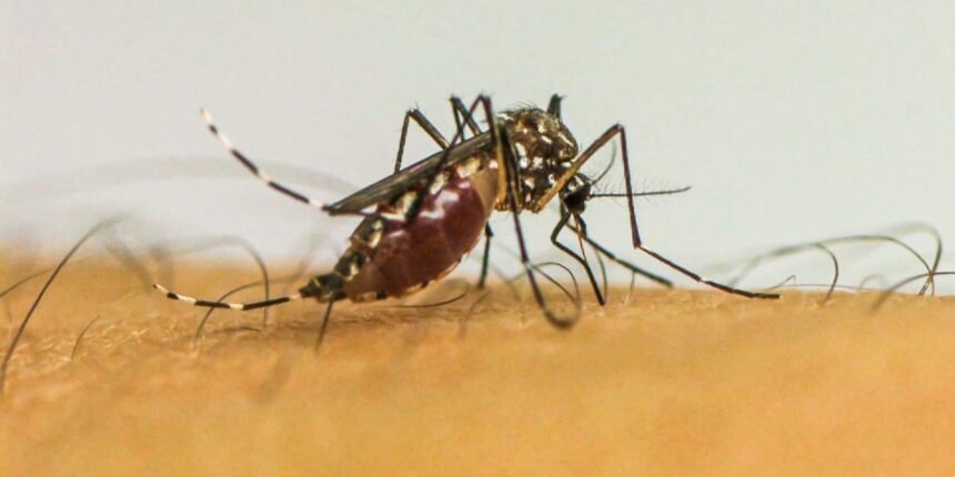 Infecções causadas pelo Aedes aegypti aumentam o risco de problemas durante o parto.
