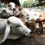 O rebanho bovino do Brasil superou a população em 12% em 2024.