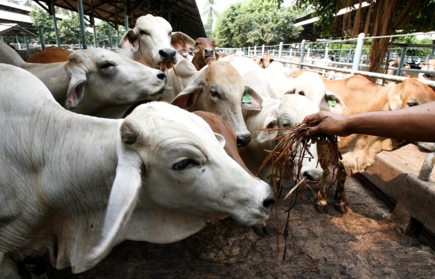 O rebanho bovino do Brasil superou a população em 12% em 2024.