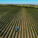 Precipitações elevam expectativas para a colheita de café, enquanto valores diminuem.
