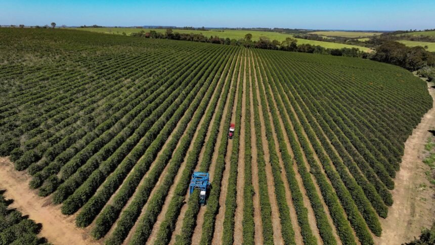 Precipitações elevam expectativas para a colheita de café, enquanto valores diminuem.