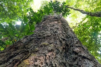 Mudança Climática: Gigantes da Amazônia Revelam Segredos e Desafios