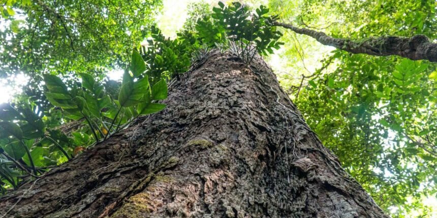 Mudança Climática: Gigantes da Amazônia Revelam Segredos e Desafios