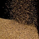 Colheitas de soja e algodão na Índia afetadas por monções tardias; produtividade deve diminuir