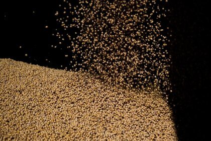 Colheitas de soja e algodão na Índia afetadas por monções tardias; produtividade deve diminuir