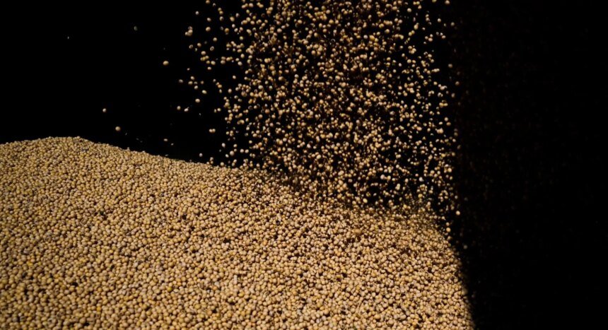 Colheitas de soja e algodão na Índia afetadas por monções tardias; produtividade deve diminuir