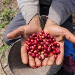 Com tarifa elevada, café brasileiro corre risco de perder espaço nos EUA