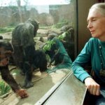 Jane Goodall, primatologista e ícone da conservação ambiental, falece aos 91 anos
