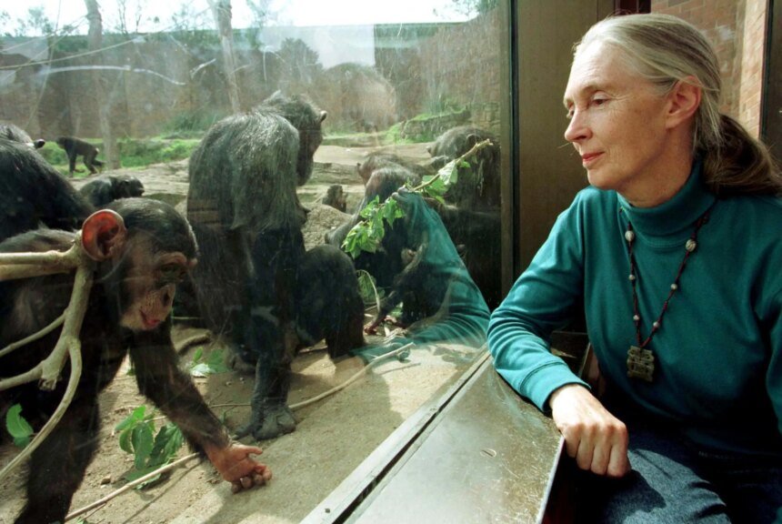 Jane Goodall, primatologista e ícone da conservação ambiental, falece aos 91 anos
