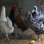 Nos EUA, sem sinais de melhora, a MBRF surge ligada ao ciclo do frango.