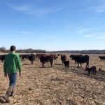 Produtores rurais dos EUA criticam plano de Trump para importar carne da Argentina