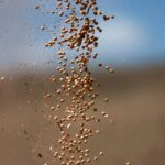 Soja alcança maior valor em 4 meses em Chicago graças à expectativa de acordo entre EUA e China