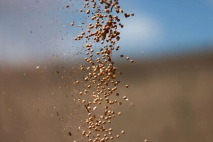 Soja alcança maior valor em 4 meses em Chicago graças à expectativa de acordo entre EUA e China