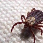 Febre Maculosa: Mais Duas Mortes Confirmadas no Interior Paulista