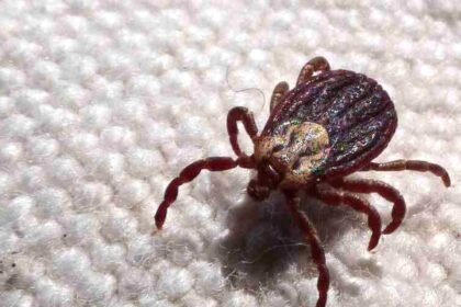 Febre Maculosa: Mais Duas Mortes Confirmadas no Interior Paulista