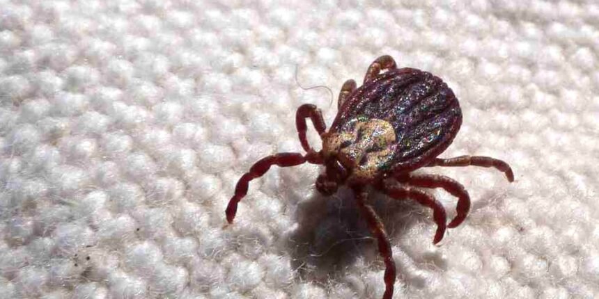 Febre Maculosa: Mais Duas Mortes Confirmadas no Interior Paulista